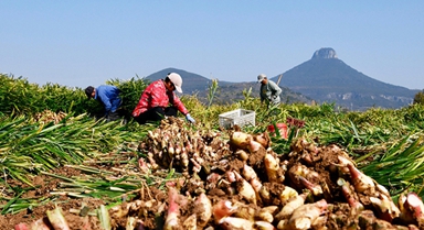 山東棗莊：收獲黃姜